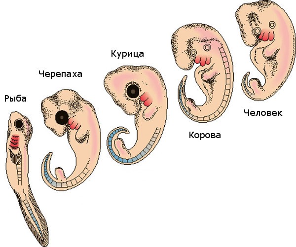 Происхождение человека. Короткий мульт