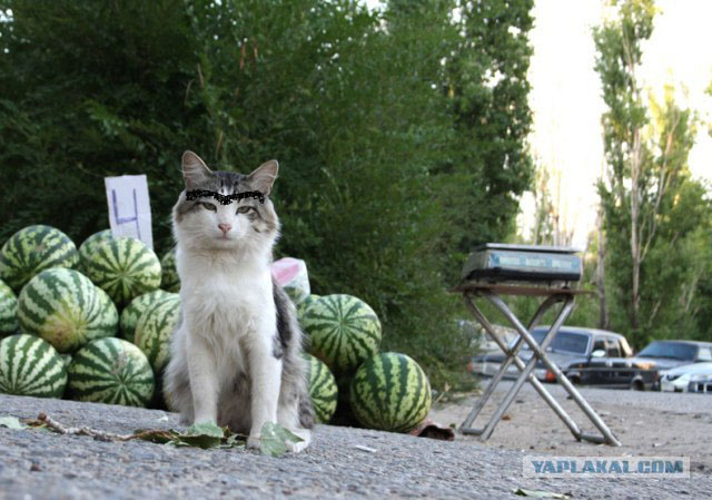Котовторник 06.09.11