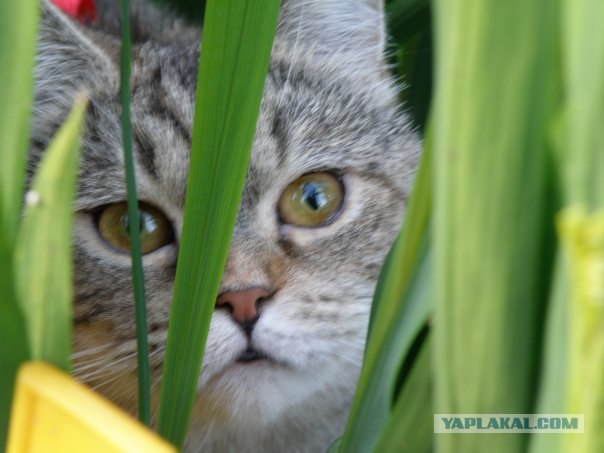 Профессиональный котовторник