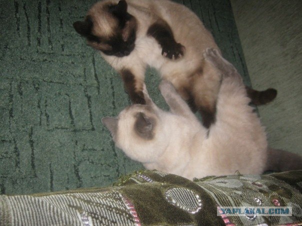 Котовторник 22.11.11