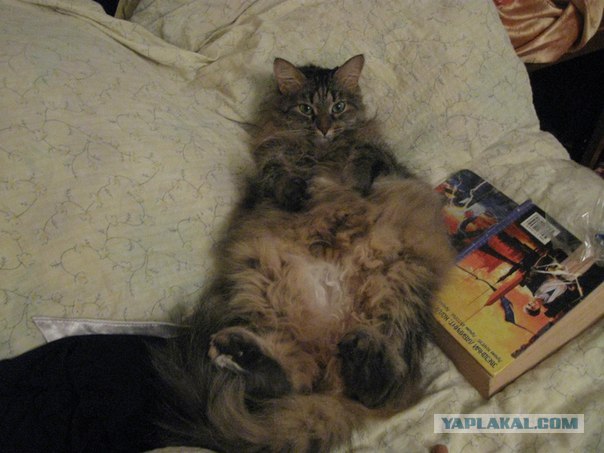 Котовторник! 13.03.2012