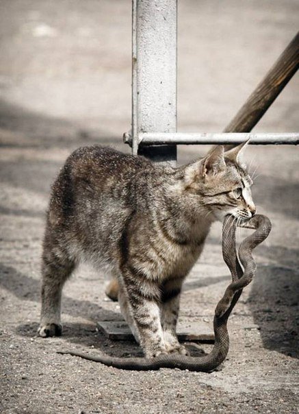 Немного милоты