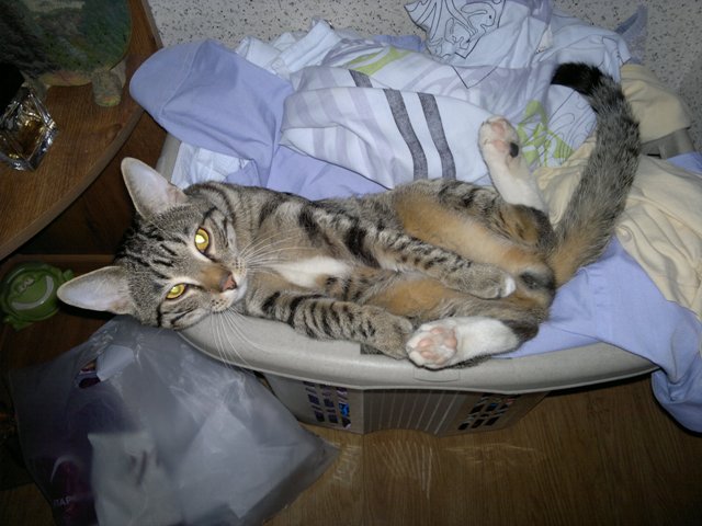Котовторник 24.07.2012