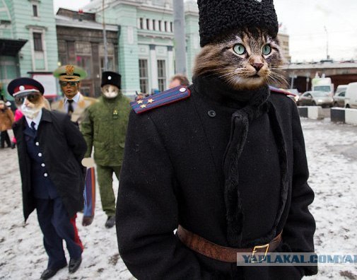 Кошачий патруль