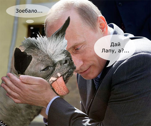 Путин и лабрадор