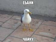 "Я неуклонно стервенею" или почему мне не жаль жену Артема Чайки Сегодня