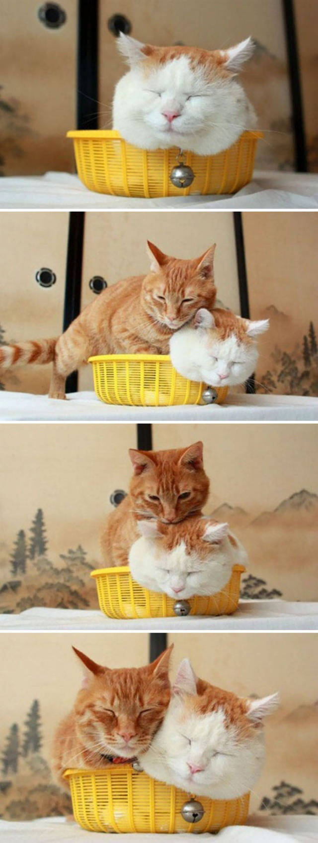 Котовторник. Тара - наше всё!