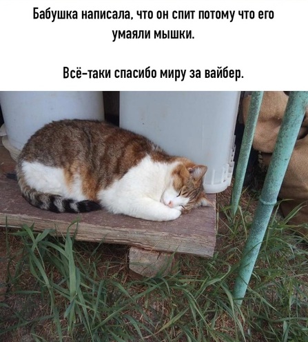 Юмор и прикольные картинки