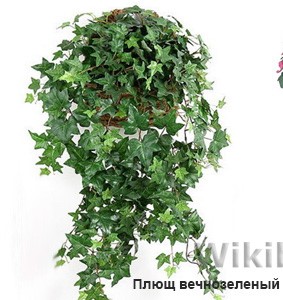 7 самых опасных растений мира
