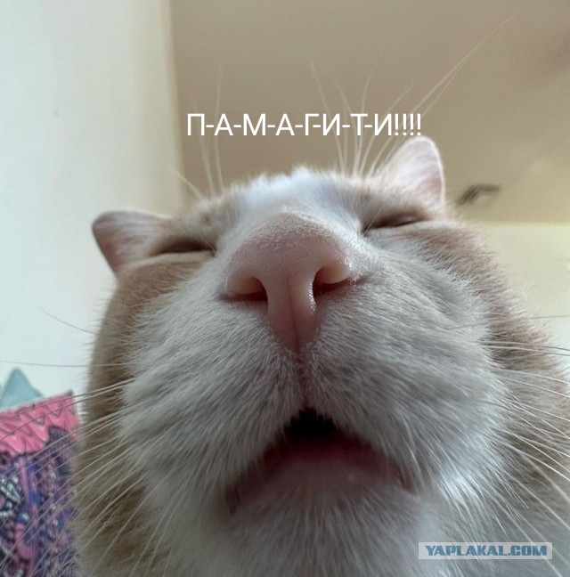 Удивлению нет предела или тип семьи, который входит в моду