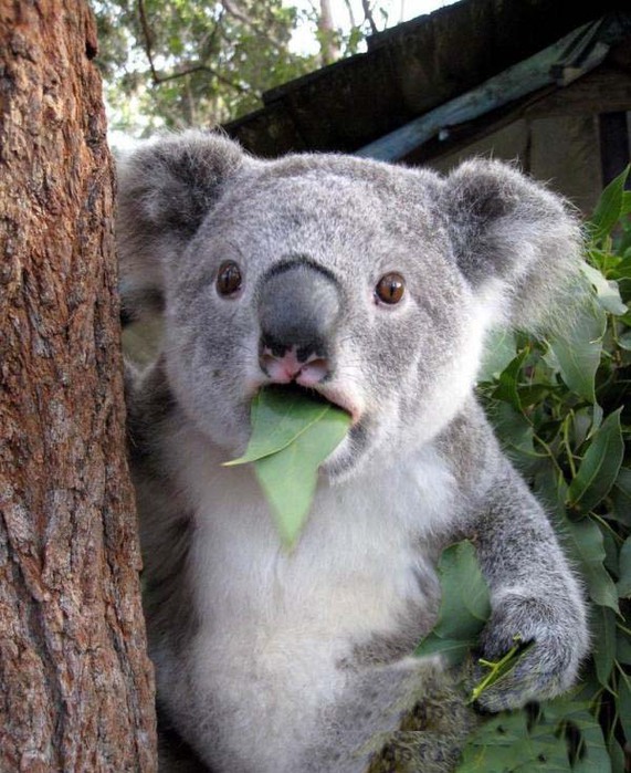 Литературная беседка