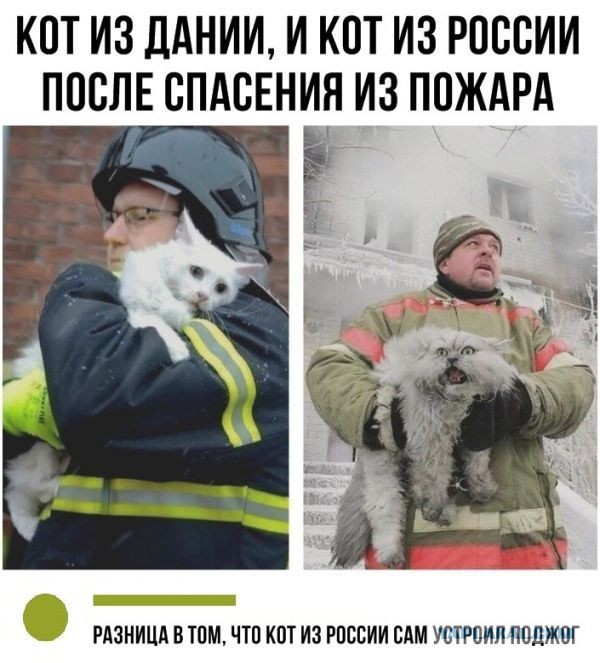 Спасли кота от смерти