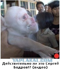 Автодемотиватор на ЯПе