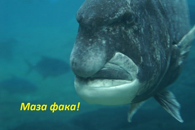 Отдать якорь!