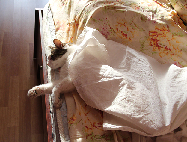 Котовторник 17.09.2013