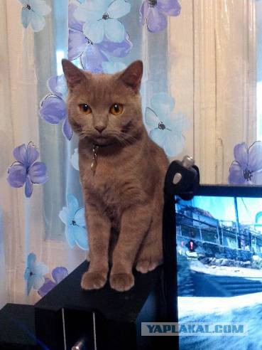 Котовторник 18.03.2014