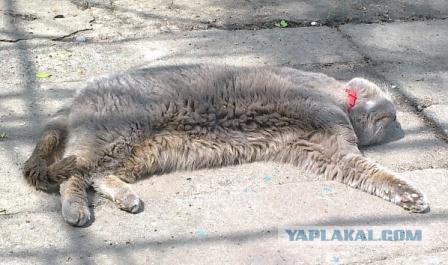Котовторник 27.5.2014