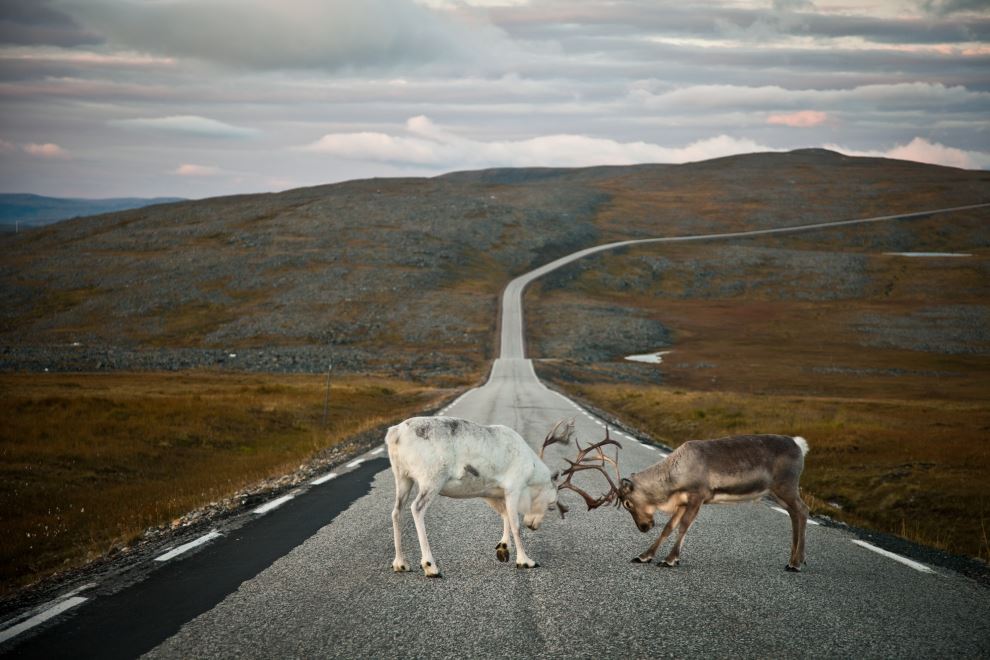 Картинка два барана бодаются