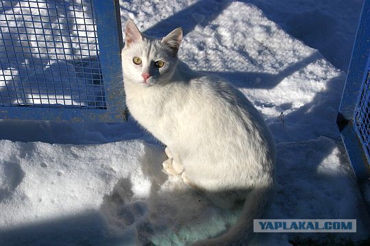 Когда собаки в первый раз увидели снег.