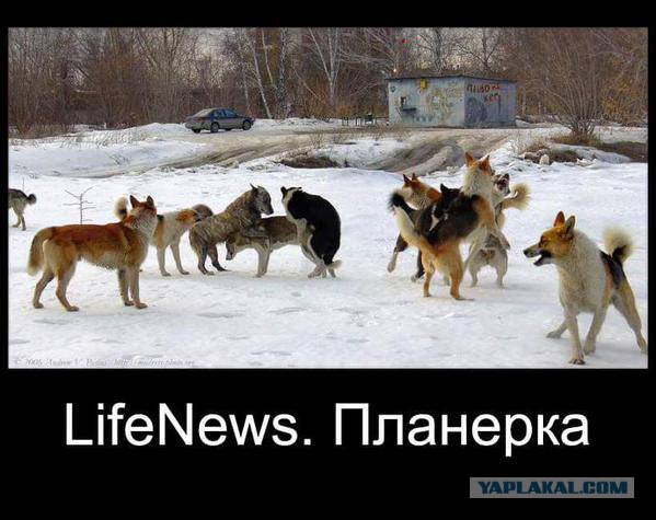 Сотрудник Lifenews гавкает на украинских коллег