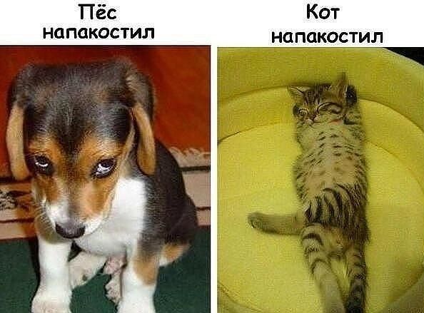 Хозяяяяяин... ты разве будешь меня ругать?
