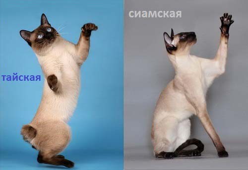 10 самых ласковых пород кошек
