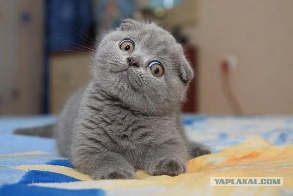 Котики