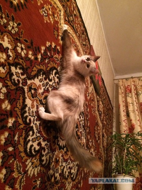 Котовторник 09.08.2016