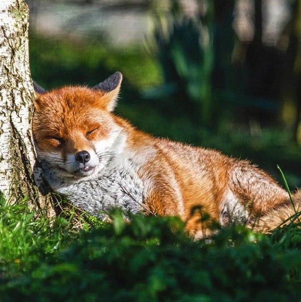 Самые смешные животные