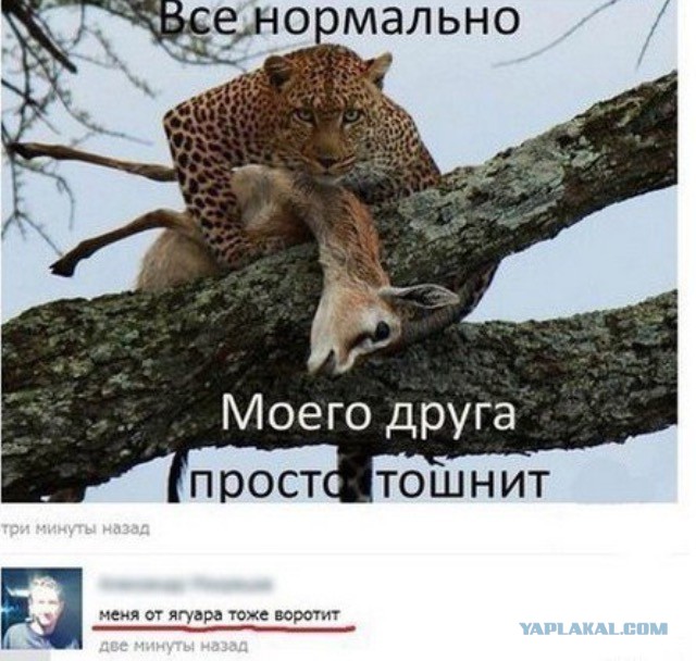 Прикольные картинки
