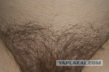 А это не пауки! Кто же тогда?