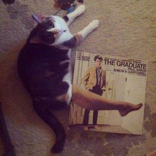 Коты и Кошки