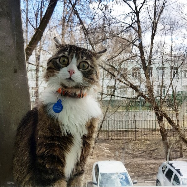Коты и Кошки