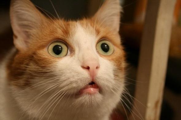 Коты и Кошки