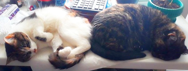 Котовторник 13.03.2018