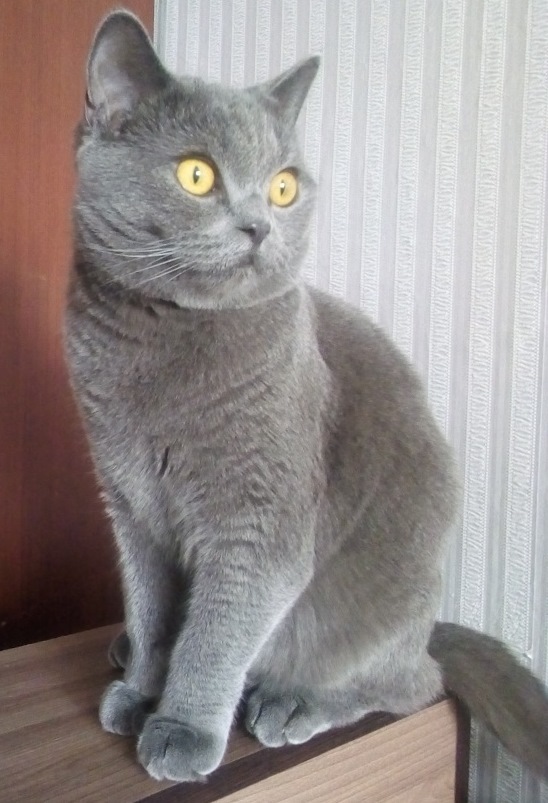 А не открыть бы нам котовторник 03.04.2018