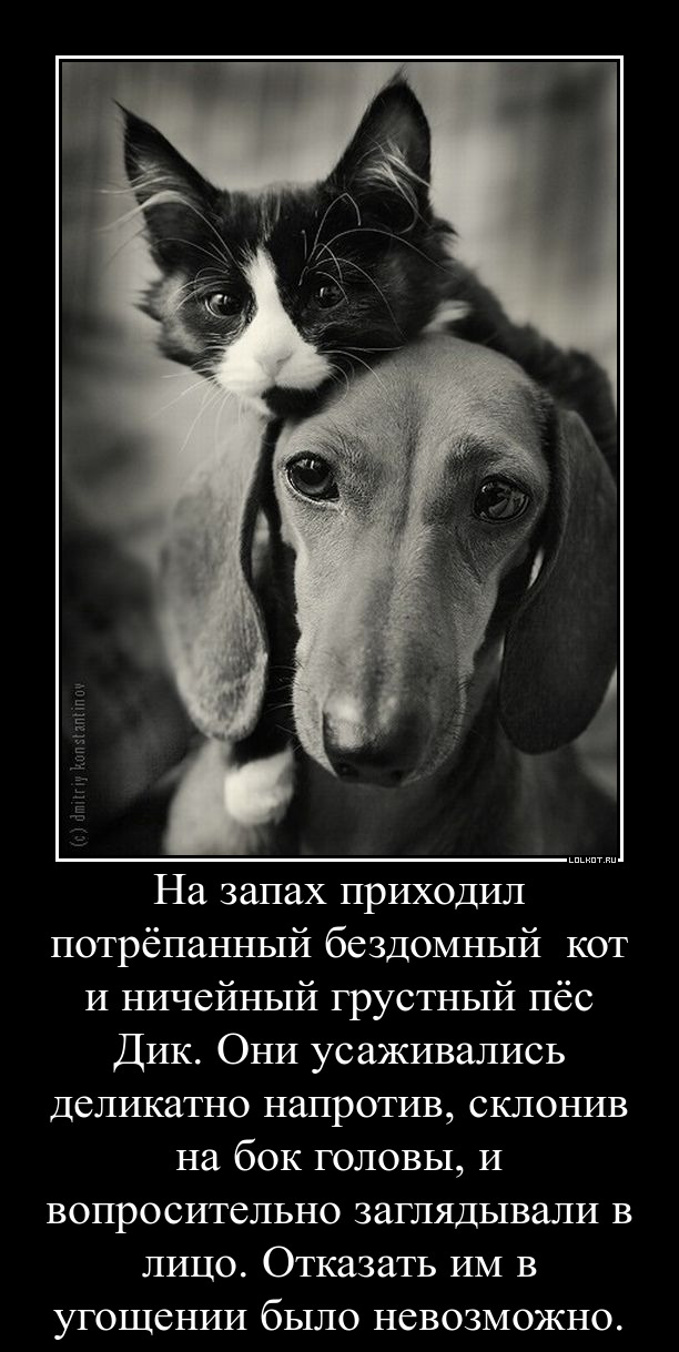 Как я спас почти умирающую, бродячую таксу и чем этот прохвост мне отплатил