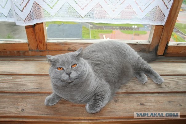 Котовторник 22.05.2012