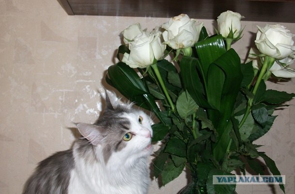Котовторник  21.08.12