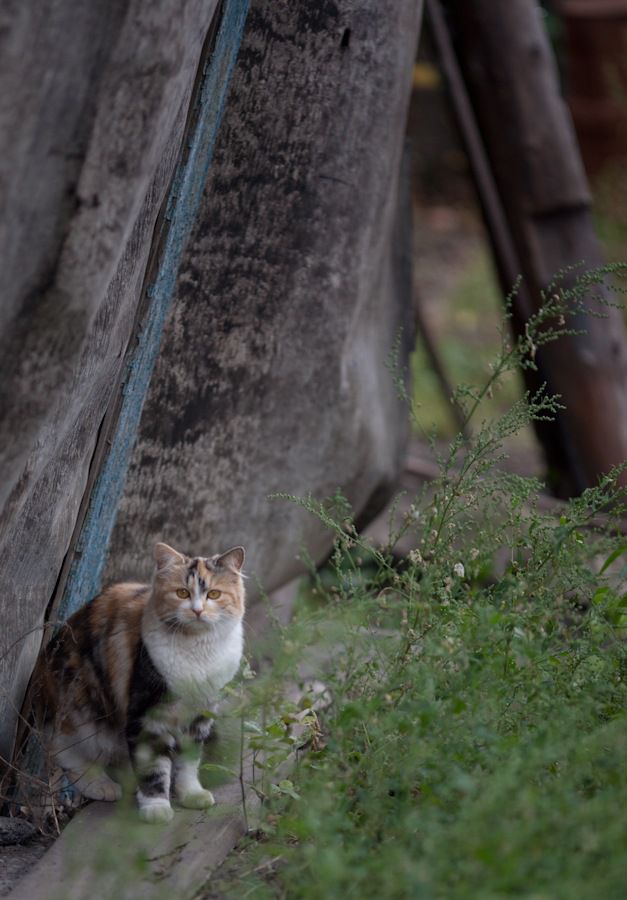 Котовторник 05.10.21 г