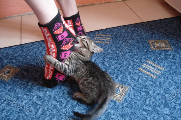 Котовторник  19.03.2013