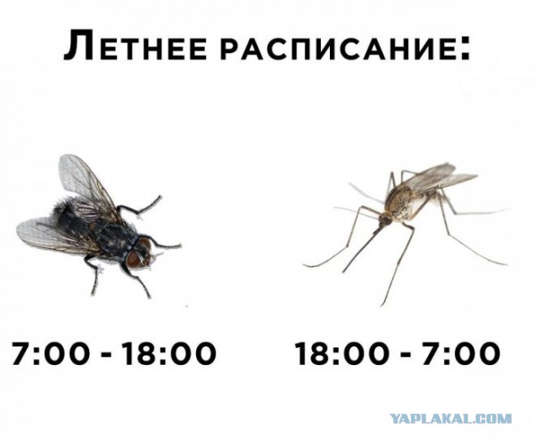 Победная поступь идиотизма по планете – том 12