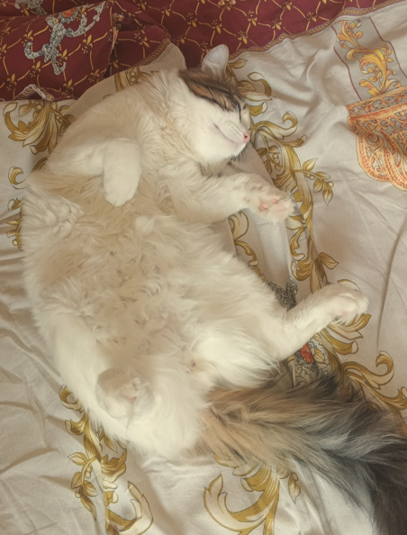 Котовторник