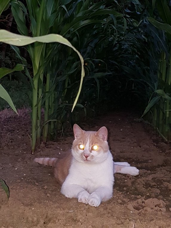 Турецкий кот.