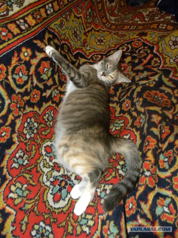 Котовторник 01.04.2014