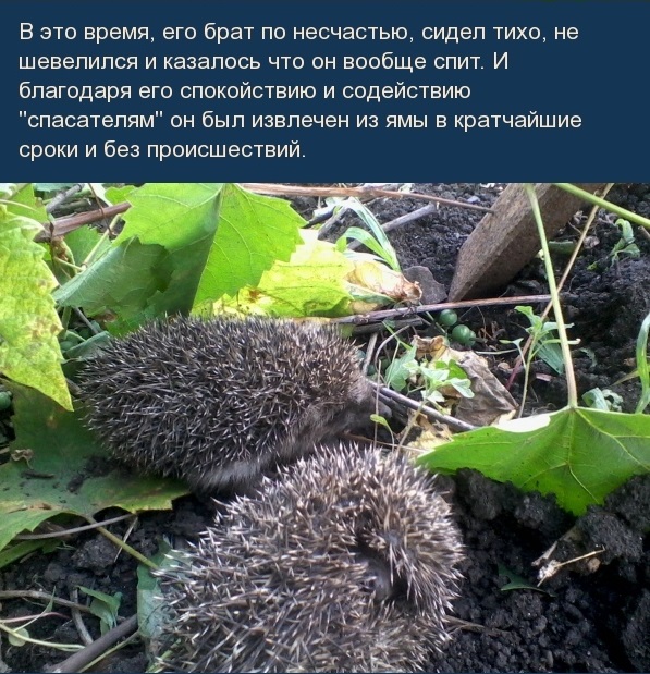 Как я случайно поймал ежей