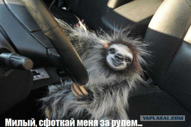 Спасение ленивца.