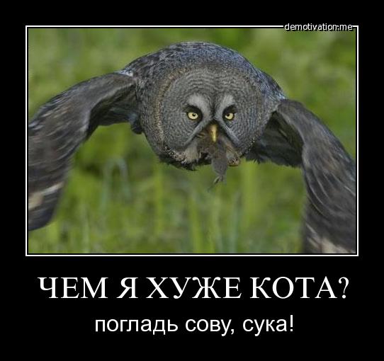 Поиграй со мной! Погладь меня!