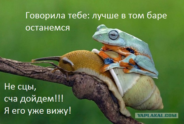 Наглые зверюги, автостопщики