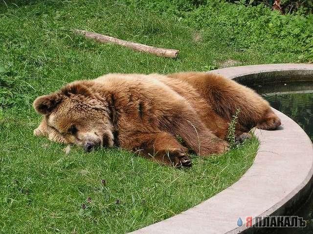 Медведь В Говне